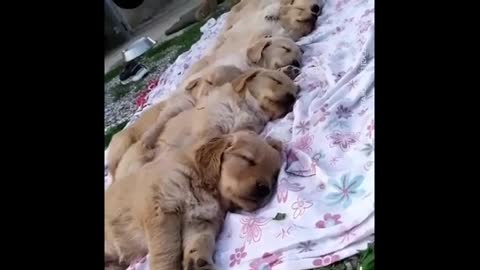 Golden Retriever Puppies Cute and Funny Video 2021