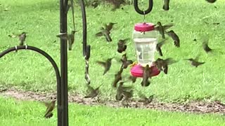 Hummingbird Feeder Frenzy