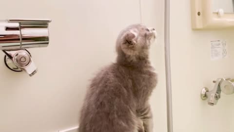 Kitten Luna wants to invade the bathroom