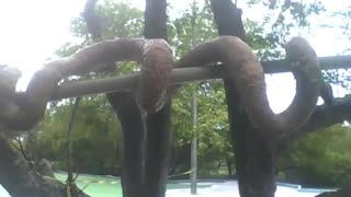 Escultura de uma cobra marrom perto de uma árvore no museu de ciências [Nature & Animals]
