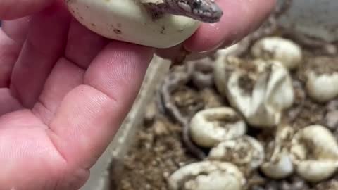 A newborn snake