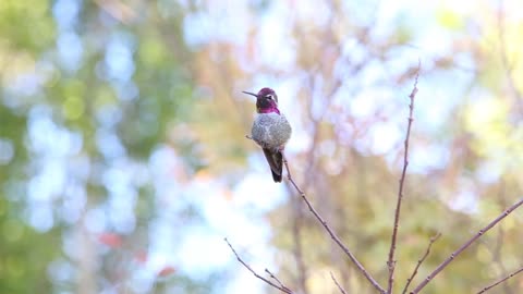 Hummingbird Perched and Flying Away from the Twig