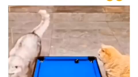 Funny animals 2023-- - Funniest Cats