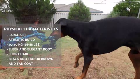 Rottweiler VS Doberman Pinscher 🐶 Which is Best for You?