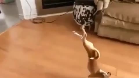 Gymnast Dog