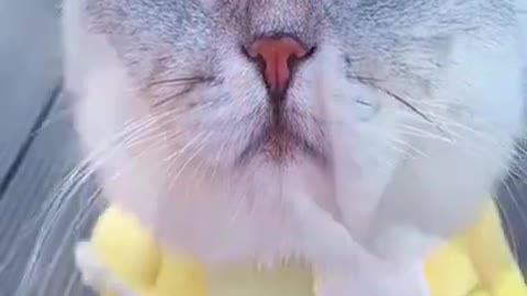 Funny Cat | Funny animals | Pet | Animals | Animal Comedy | Animals Videos