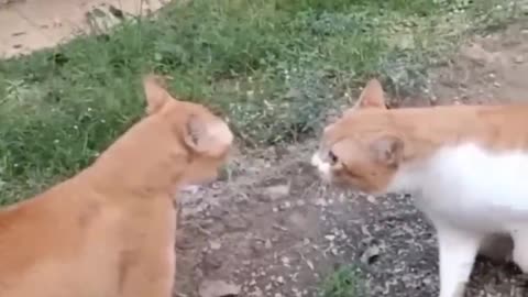 Cat fight over acting. Nice cat fight. Animal fight. Best cat fight