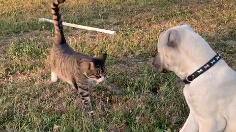 Cat introduces himself to Kangal puppy.
