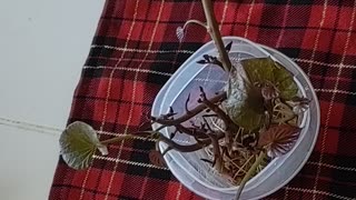 Growing sweet potatoes in a cup