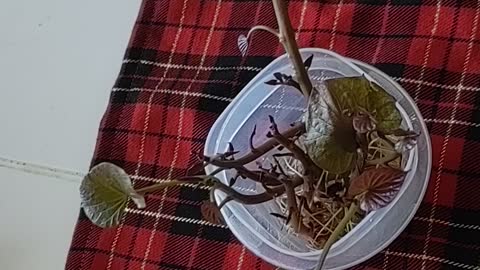 Growing sweet potatoes in a cup