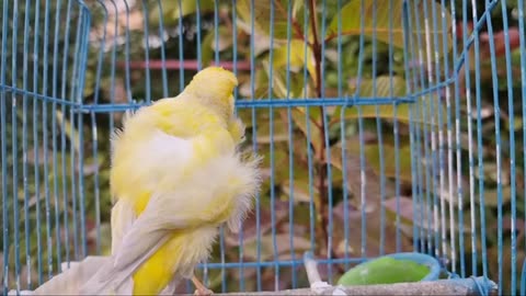 Champion_Canary_Singing_Songs___Canary_Singing_Bird_Sounds