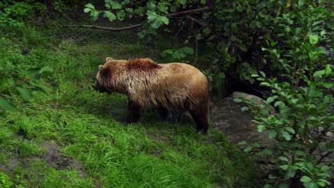 Brown Bear Playing In Water