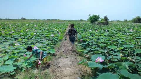 Harvest Lotus root and pick fruit for cooking