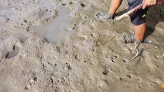 Amazing Catch King Mud Crabs at Mud Sea after Water Low Tide | Season Catch Sea Crabs-3