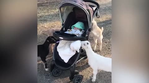 Try Not To Laugh_ Funniest Moment Of Baby And Animals _Best Friend Is Sharing...