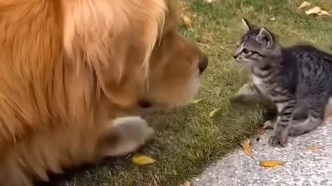 Funny New Video #2024😺CATS&DOGS🐶🐾 FUNNY CUTE VIDEO part 84