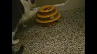 Mr. Rocky The Kitty Cat Hunting And Engaging Tower of Tracks Toy
