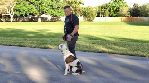 AMSTAFF Off-Leash E-COLLAR!