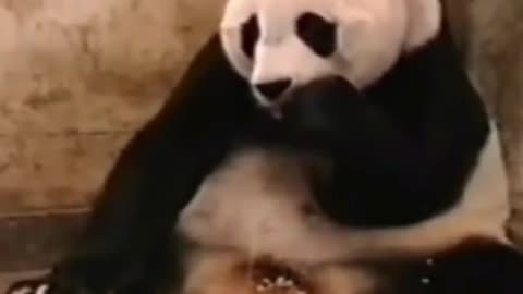 Pandas are some of the most adorable creatures on Earth, except when they start sneezing.