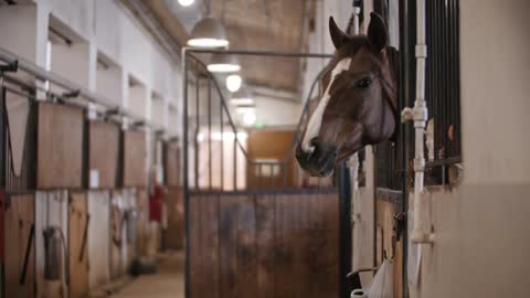 Brown cute horse with white strip on the muzzle stands in the stall