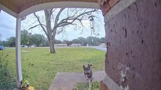 Dog Boops Neighbor's Doorbell