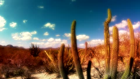 Time slip by of a desert with dry vegetation and a few prickly plants in Baja California Mexico