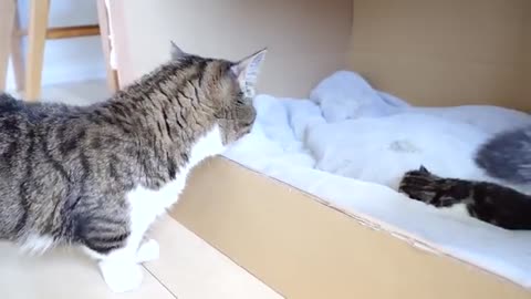 Daddy cat Coco meets baby kittens for the first time