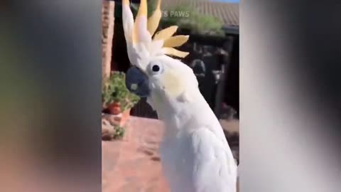 Smart And Funny Parrots
