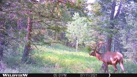 Trail Camera photo series #3