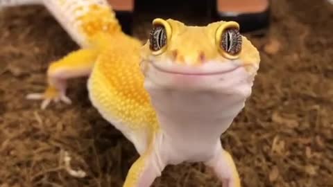 Cute hungry lizard 🐉💛