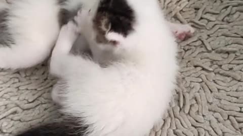 two kitten playing with each other #kitten #cats