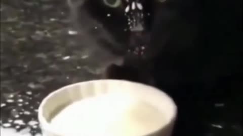 # Cute black Cat Teaching How Drink a Milk #