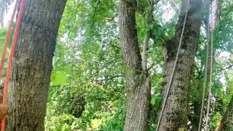 Hangin big logs #fyp #foryoupage #stormdamage #treework