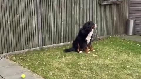 Golden Retriever Puppy Meets Big Dog