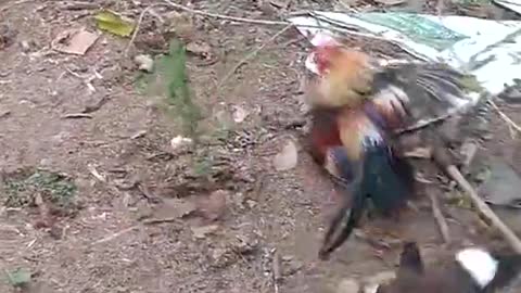 Chicken vs bird fight