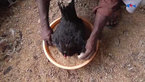Amazing BORN "MURGI" Hatching Eggs in chaff to Chicks Born - Crazy Hen Harvesting Eggs to chiicks-8