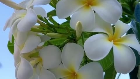 Kat golap flower