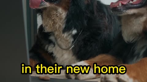 Introducing a New Pet to Your Home? Watch This First!