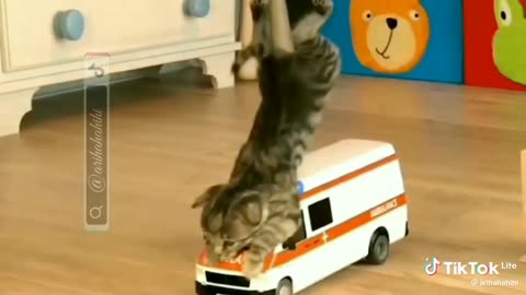 Respect 😎 funny cat ambulance 😂🚨🚑
