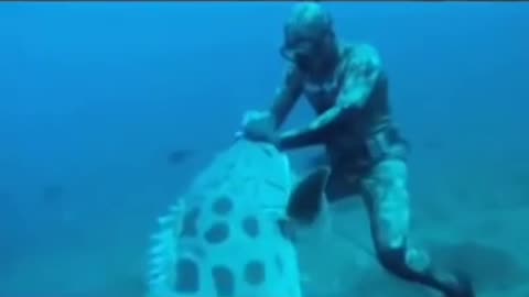 Grouper taking fish from diver