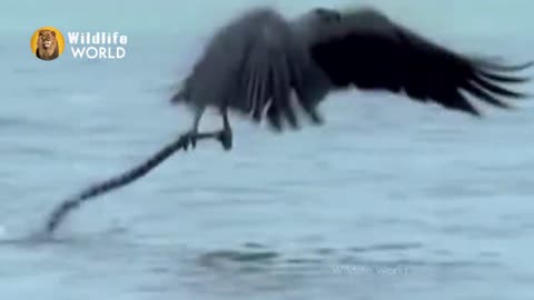 Eagles captures a Goat | Amazing Raptors and Eagle Attacks | Eagles vs Monkey, Fox and Snak