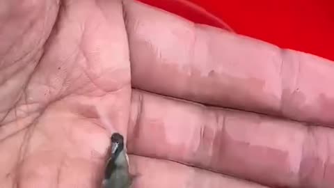 The baby flying fish turned out to be like this