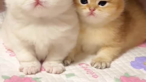 SO cute cat baby -6