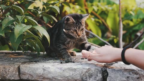 Smart-Persian-Cat