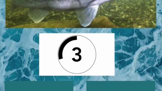 Fish Frenzy 1 A fast-paced quiz short