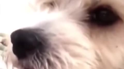 The dog funny video #Rumble