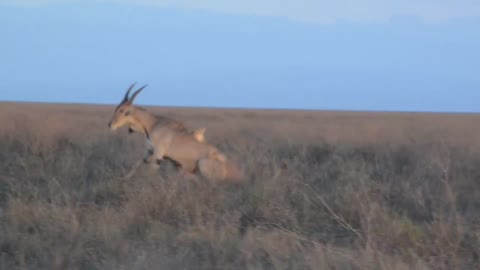 Lioness Chasing a Young Bull Eland Then Catches and Bring Him Down