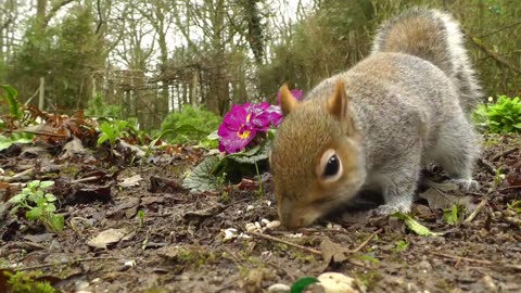 Video for Cats to Watch : Squirrels and Birds Extravaganza