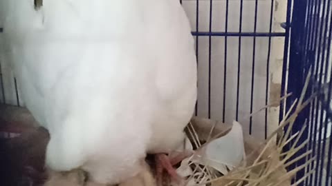 Pigeon feeding babies