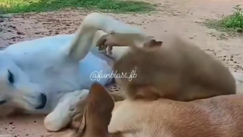 dog and manki funny video